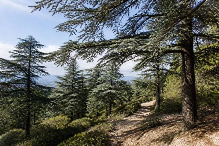 Forêt des cèdres Bonnieux : promenade, points de vue et idées de randonnée