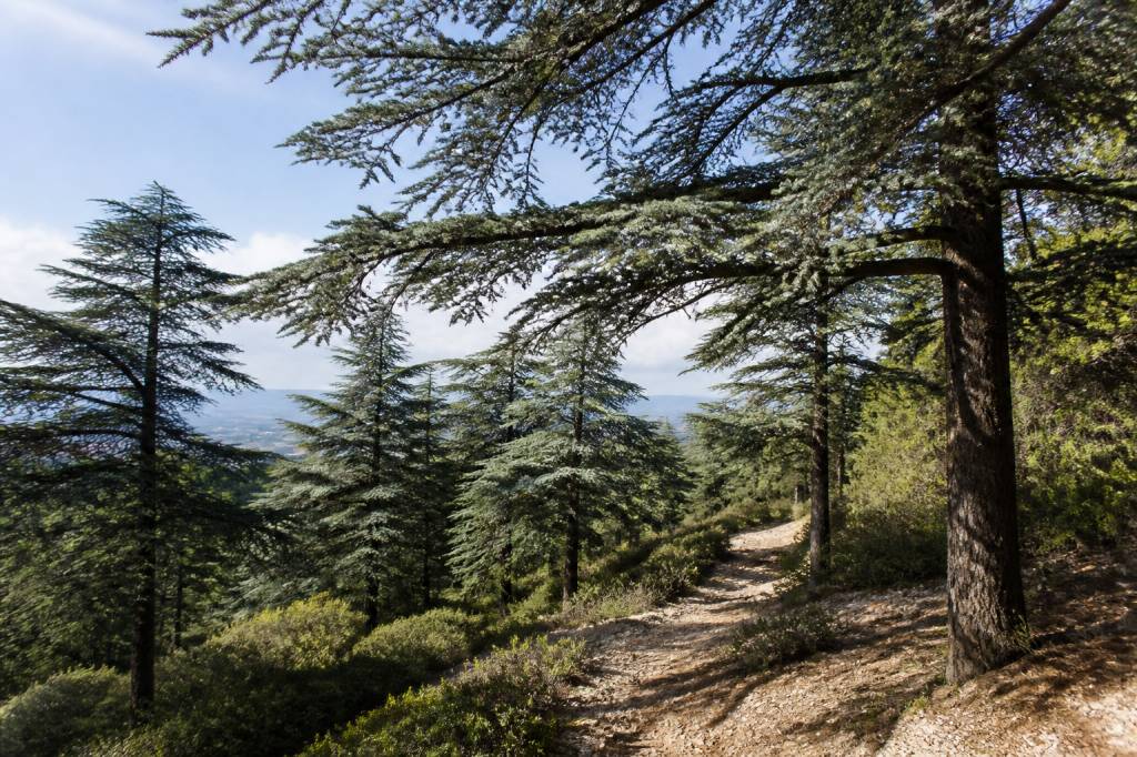 Forêt des cèdres Bonnieux : promenade, points de vue et idées de randonnée